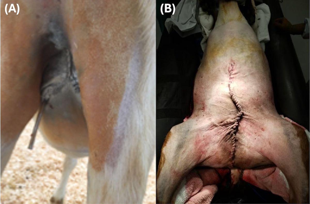 Figures 3a, 3b. (a) A Y-shaped skin closure and dependently positioned Penrose drain. (b) A linear skin closure in a goat following a total mastectomy.