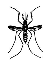 Mosquito_220px_GettyImages-97222210-1.jpg