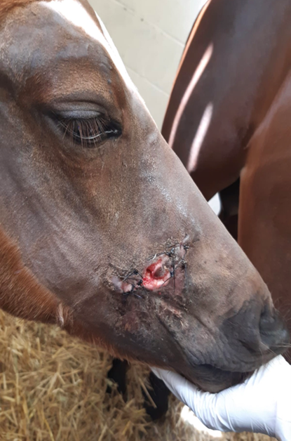 Figure 2a. A traumatic laceration of the right side of the face in a foal which could only be closed partially by primary closure.