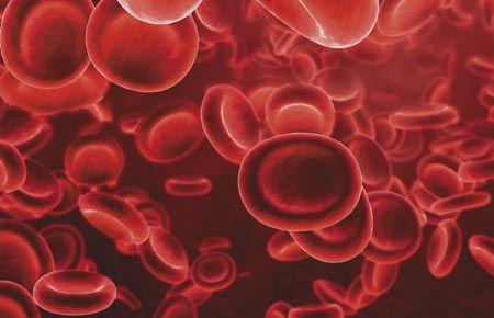 veterinary-red-blood-cells-450px-shutterstock-517660123.jpg