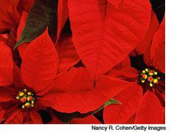 veterinary_poinsettia_wd-567457-1384602732209.jpg