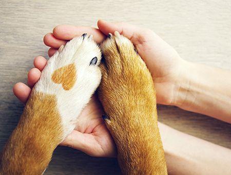 veterinary_paws_hands_AdobeStock_167618810_450.jpg