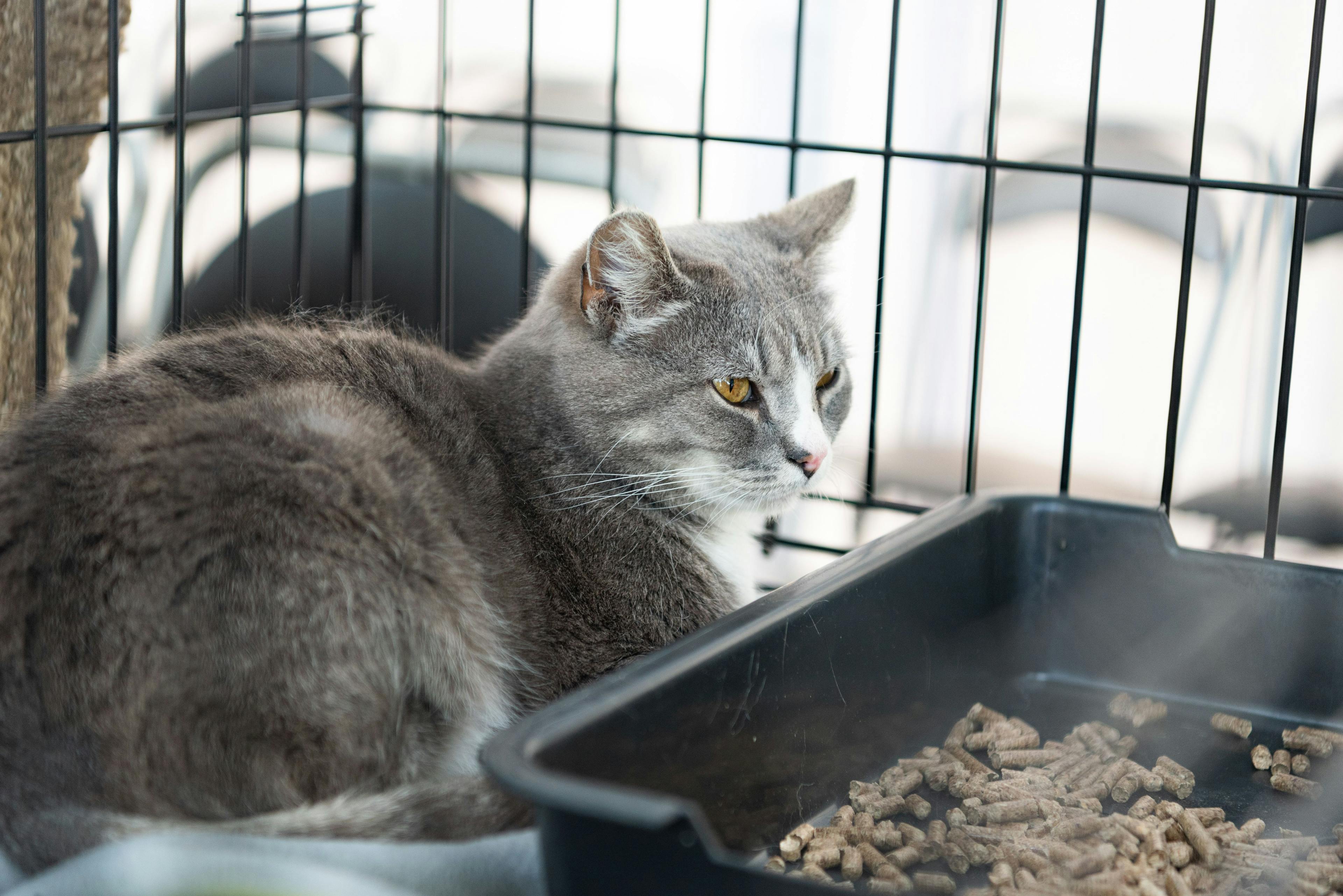 New report reveals shelter pet adoption data 