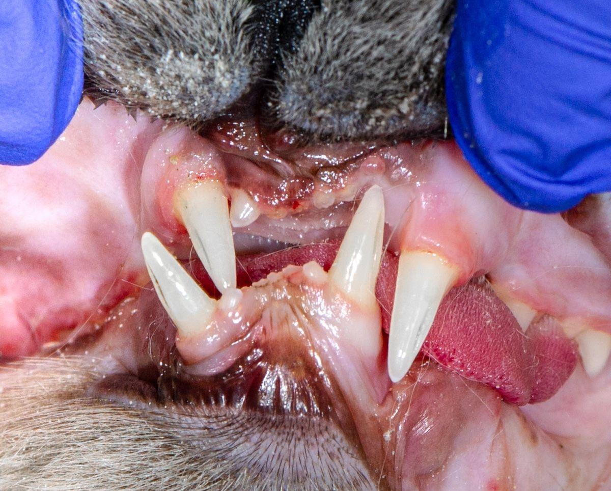 Figure 5: Maxillomandibular asymmetry.