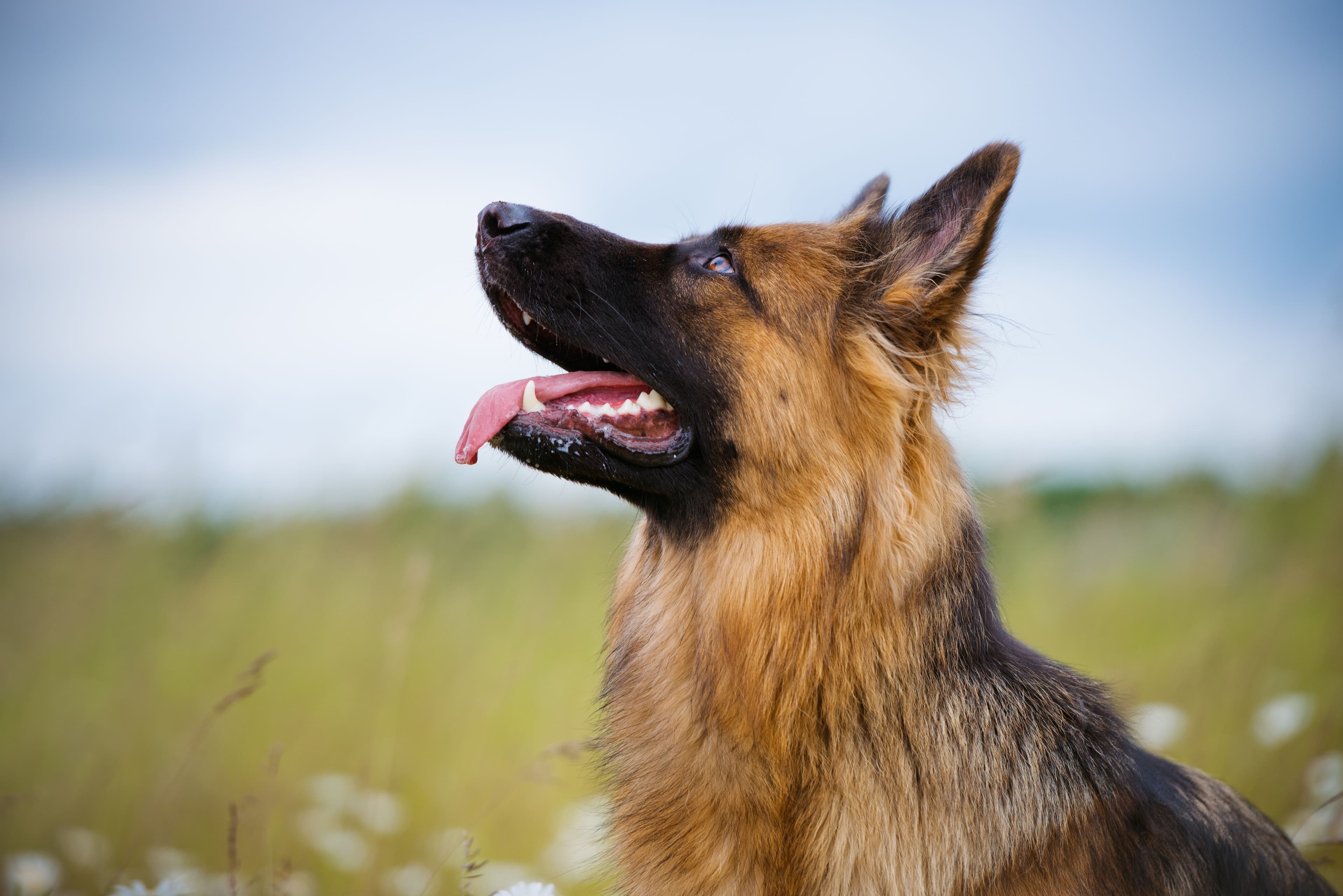 German Shepherd | otsphoto | stock.adobe.com