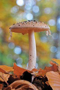 200veterinary_mushroom_159759377.jpg