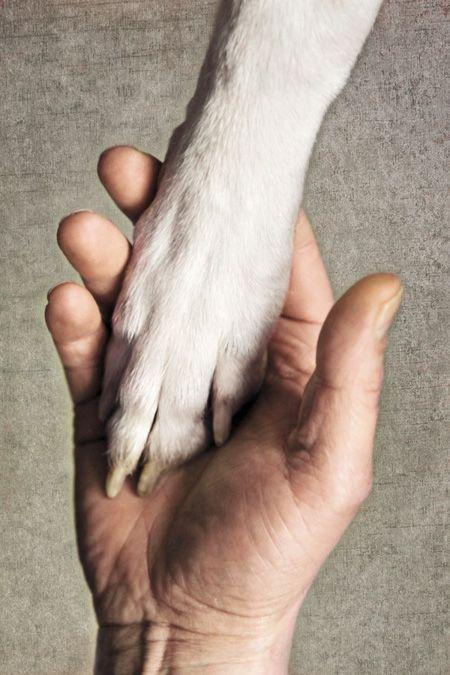 Veterinary_veterinary-Hand-and-dog-paw_450px_136390462_1.jpg