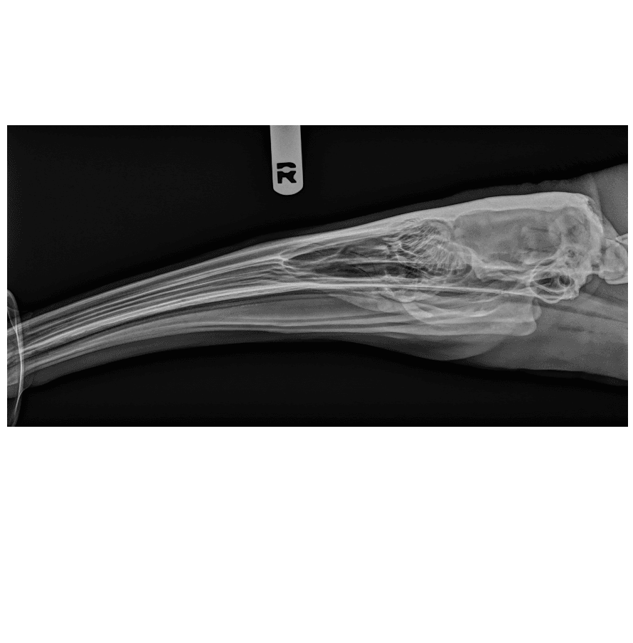 A radiograph of a giant anteater skull (Image courtesy of Brookfield Zoo Chicago)  