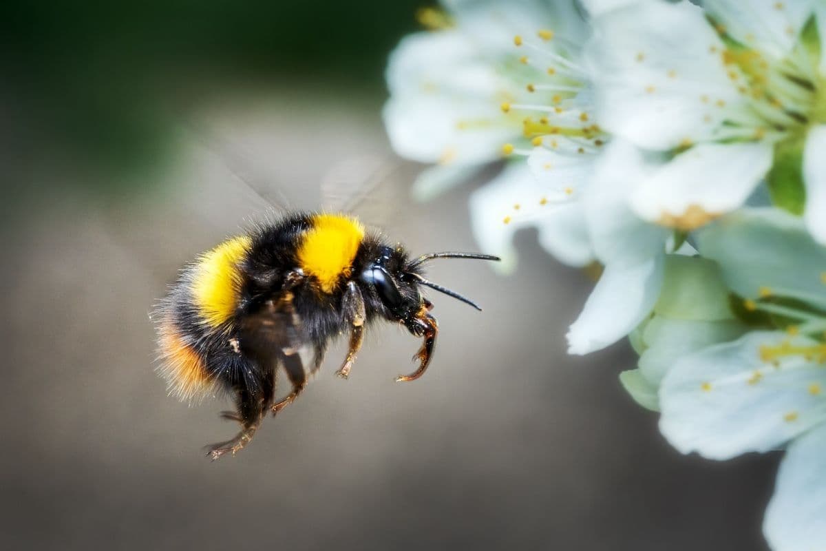 Stressed bees may experience human-like emotions