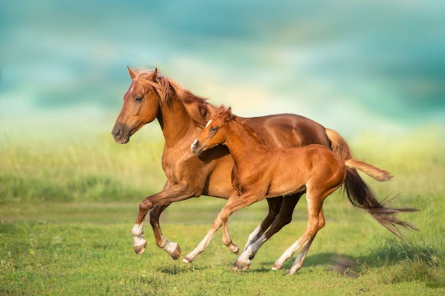 Red mare and foal