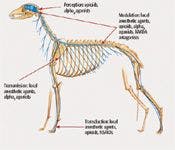 veterinary_117192297_dog_nervous_system_t-795187-1384154966925.jpg