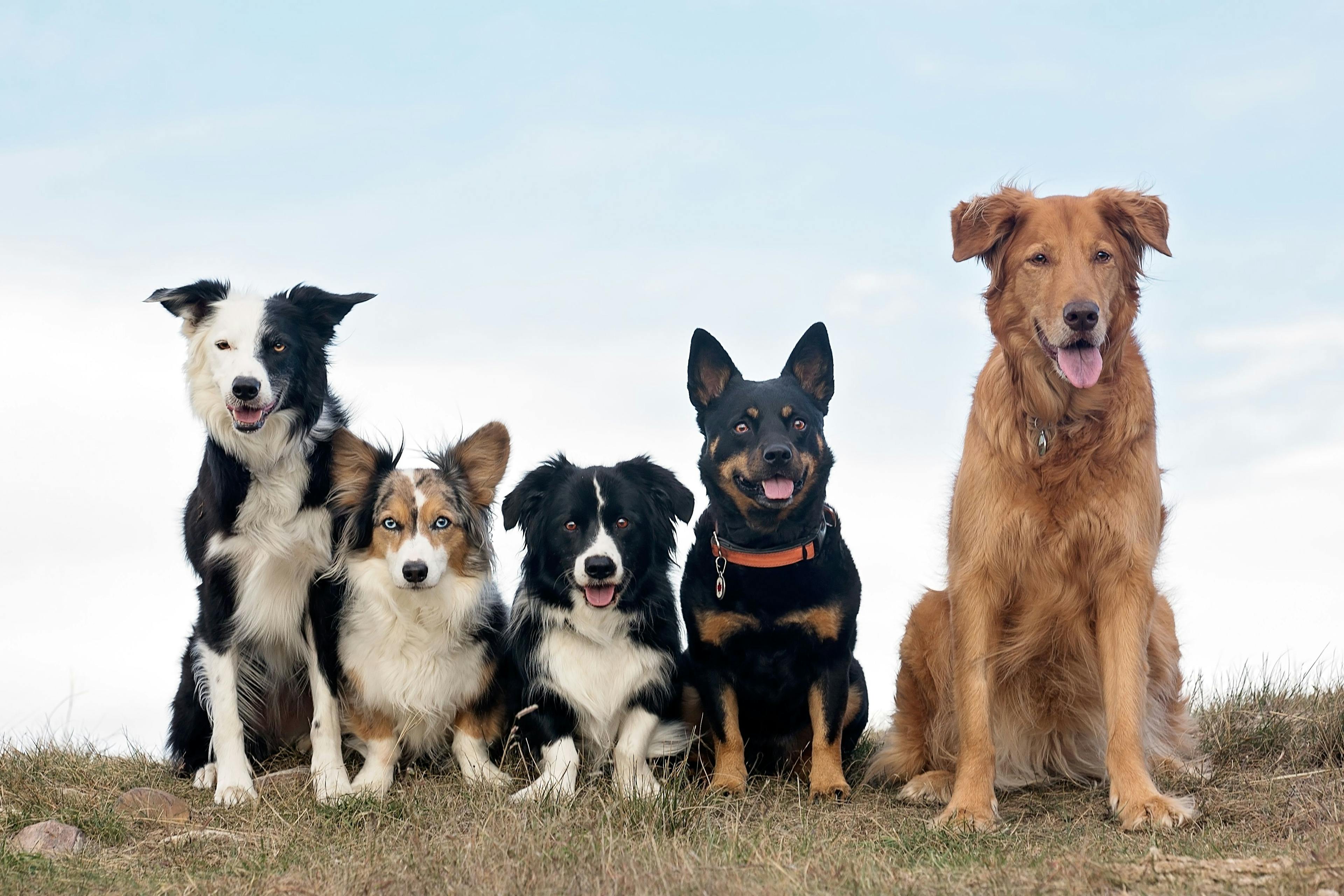 Morris Animal Foundation establishes its first canine advisory board